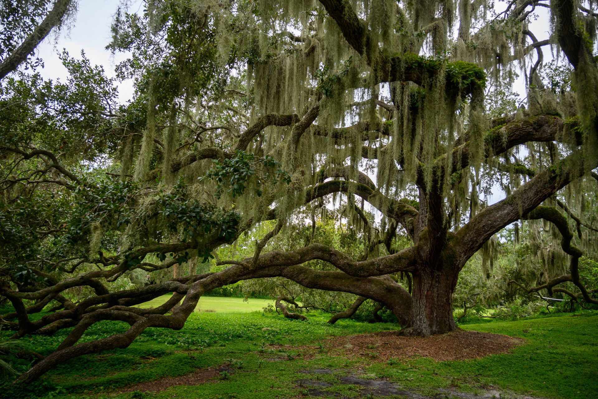Trimming Tree Leaves — Palm Coast, FL — American Tree Care LLC