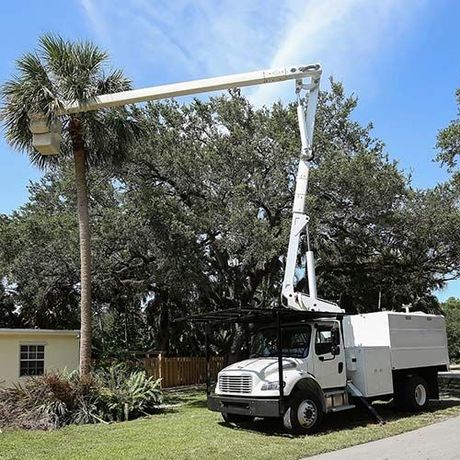 Walking Man And Palm Trees — Palm Coast, FL — American Tree Care LLC