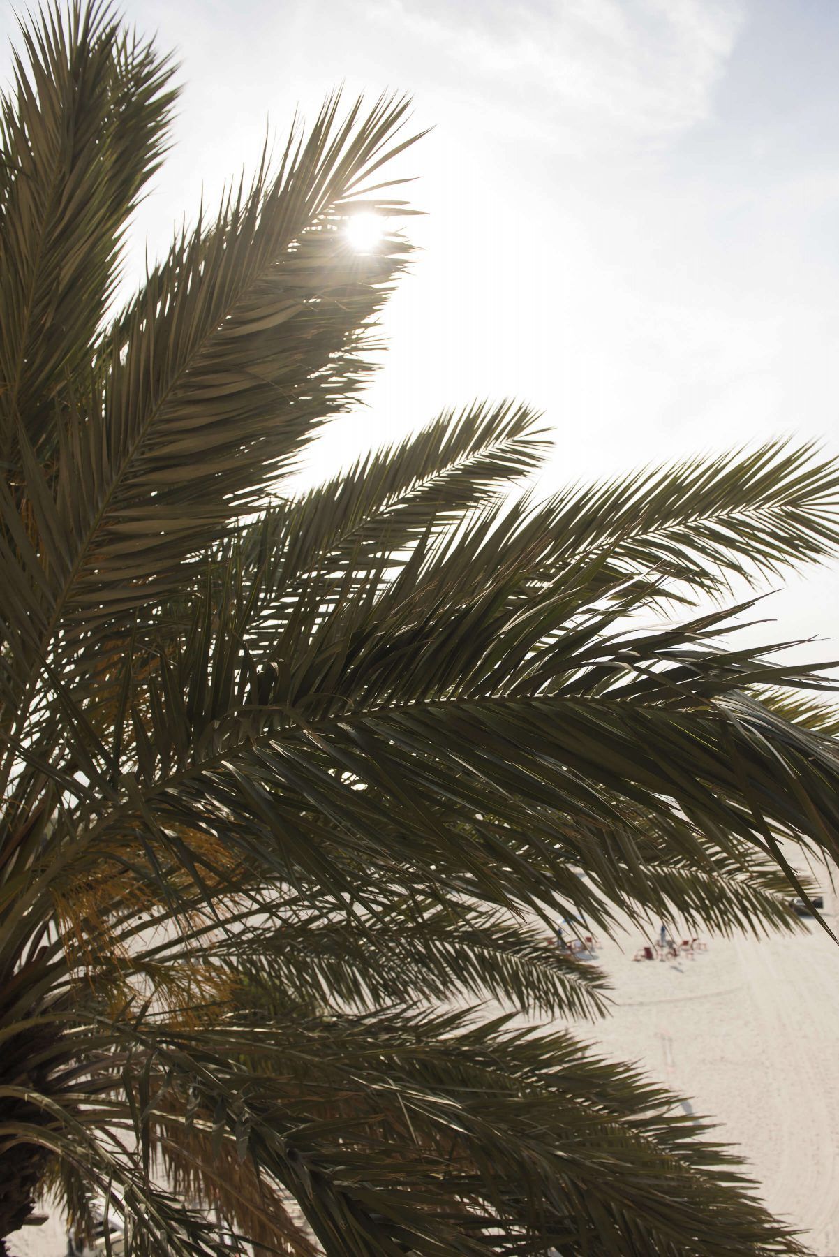 Palm fronds against bright sky, sun partially visible.