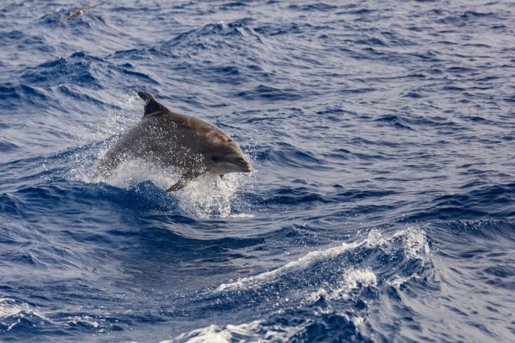 dolphin swimming in Atlantic Ocean near the coast of Tenereife.