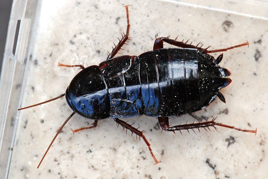 Blatta orientale