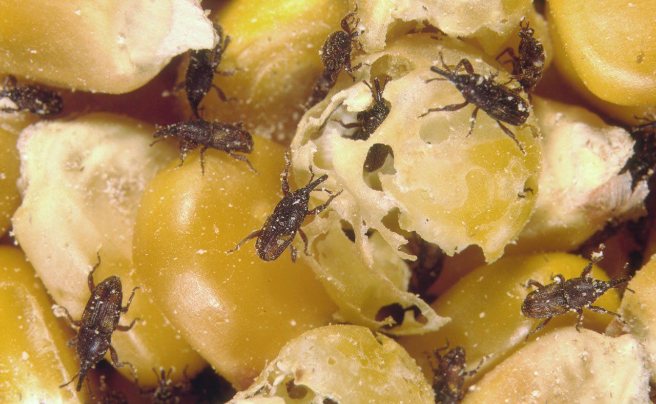 Insetti derrate alimentari