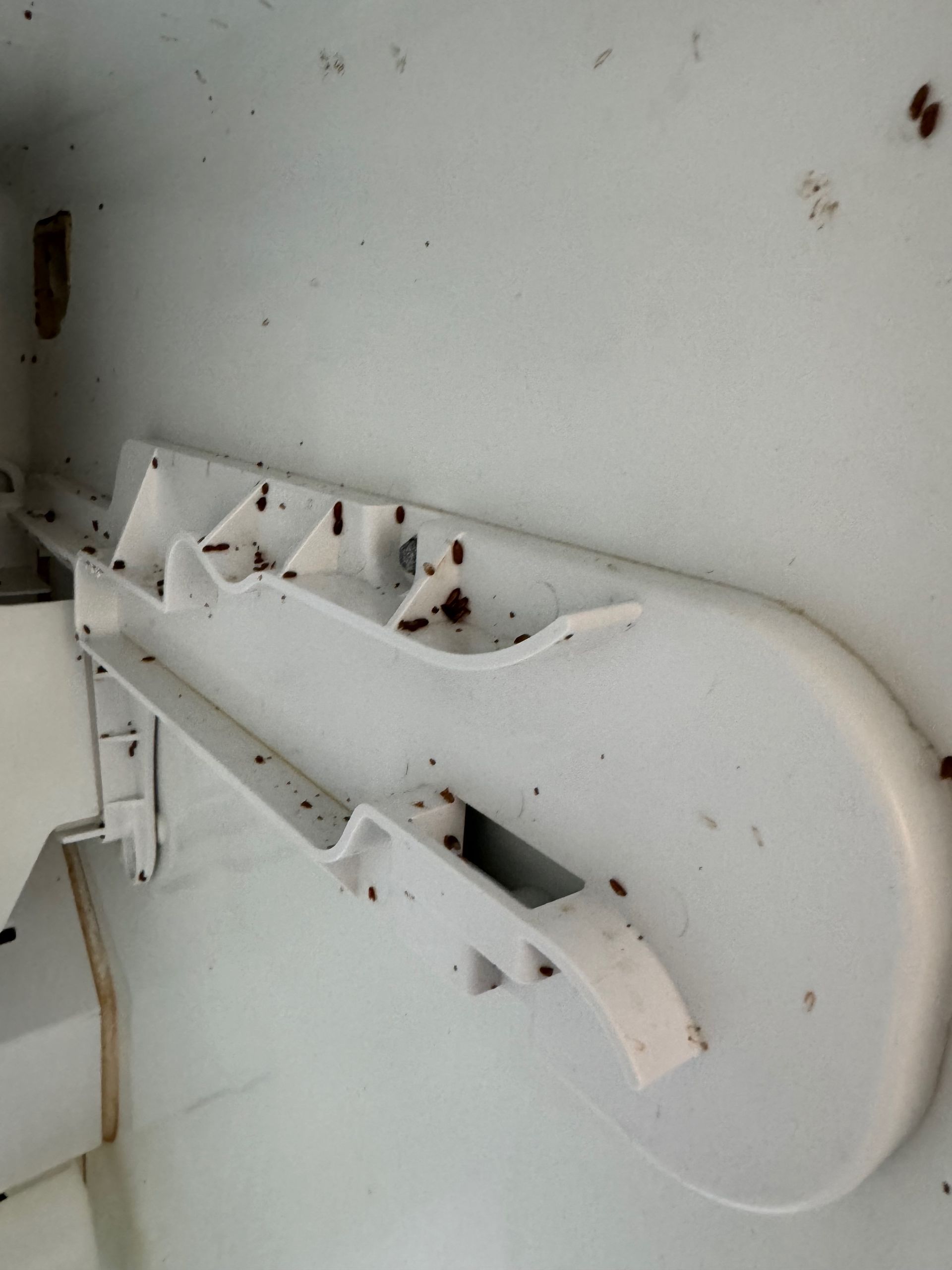 Inside of a white refrigerator: white plastic shelf with dark debris.