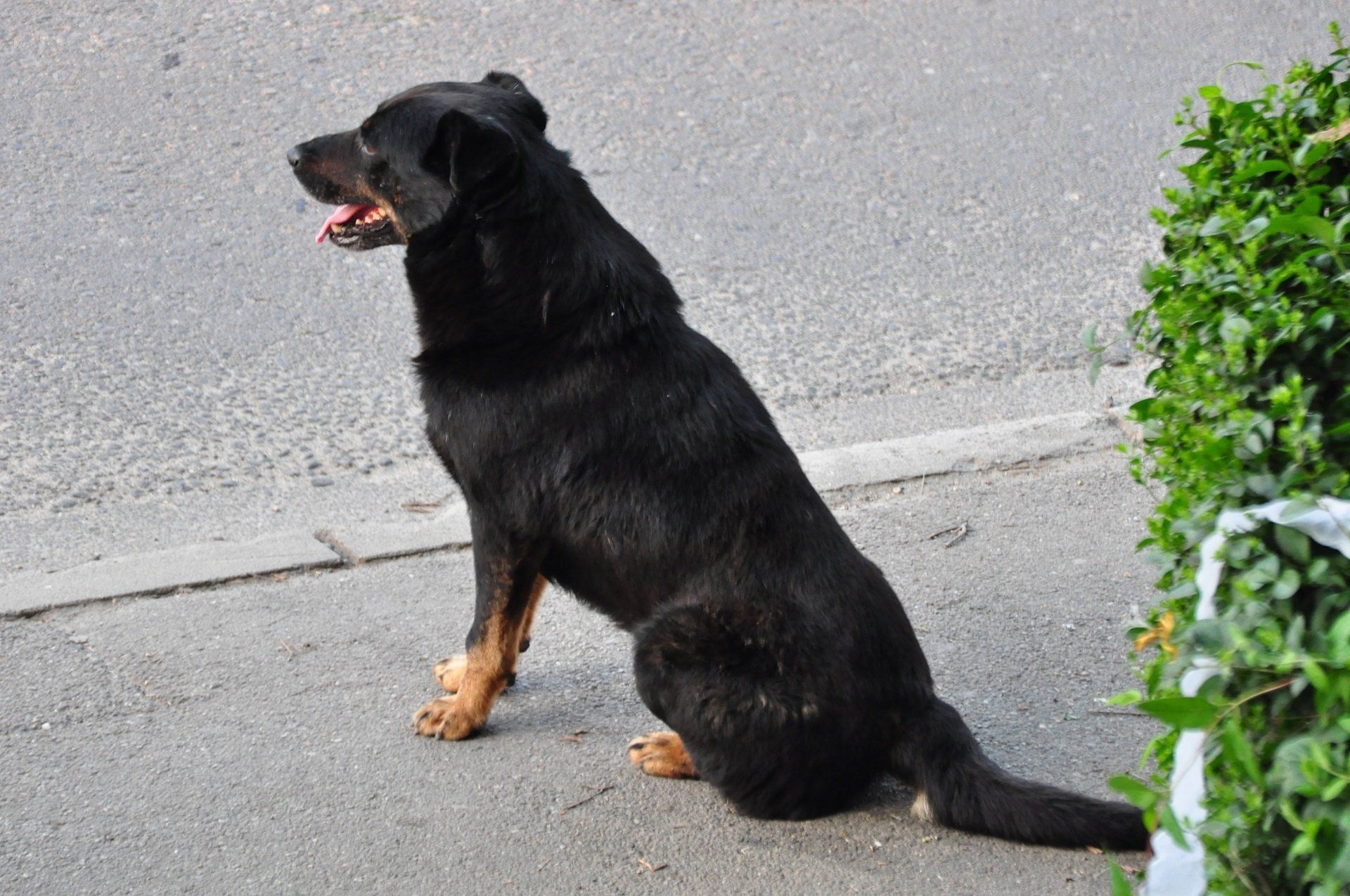 dog bite case