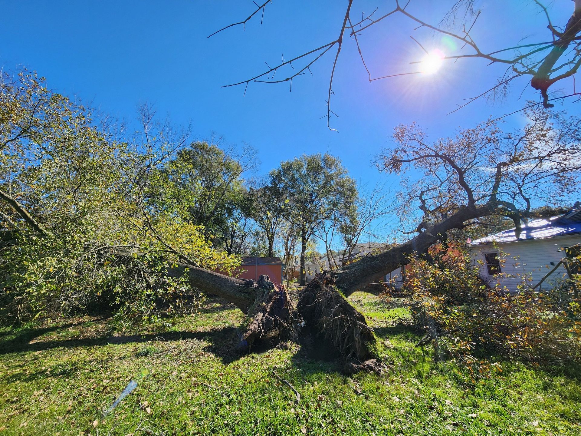 Stump grinder removing a stump in a clients backyard in Southeast Texas