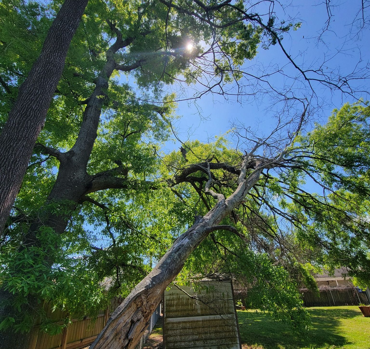 Dead tree that needs removal from clients property