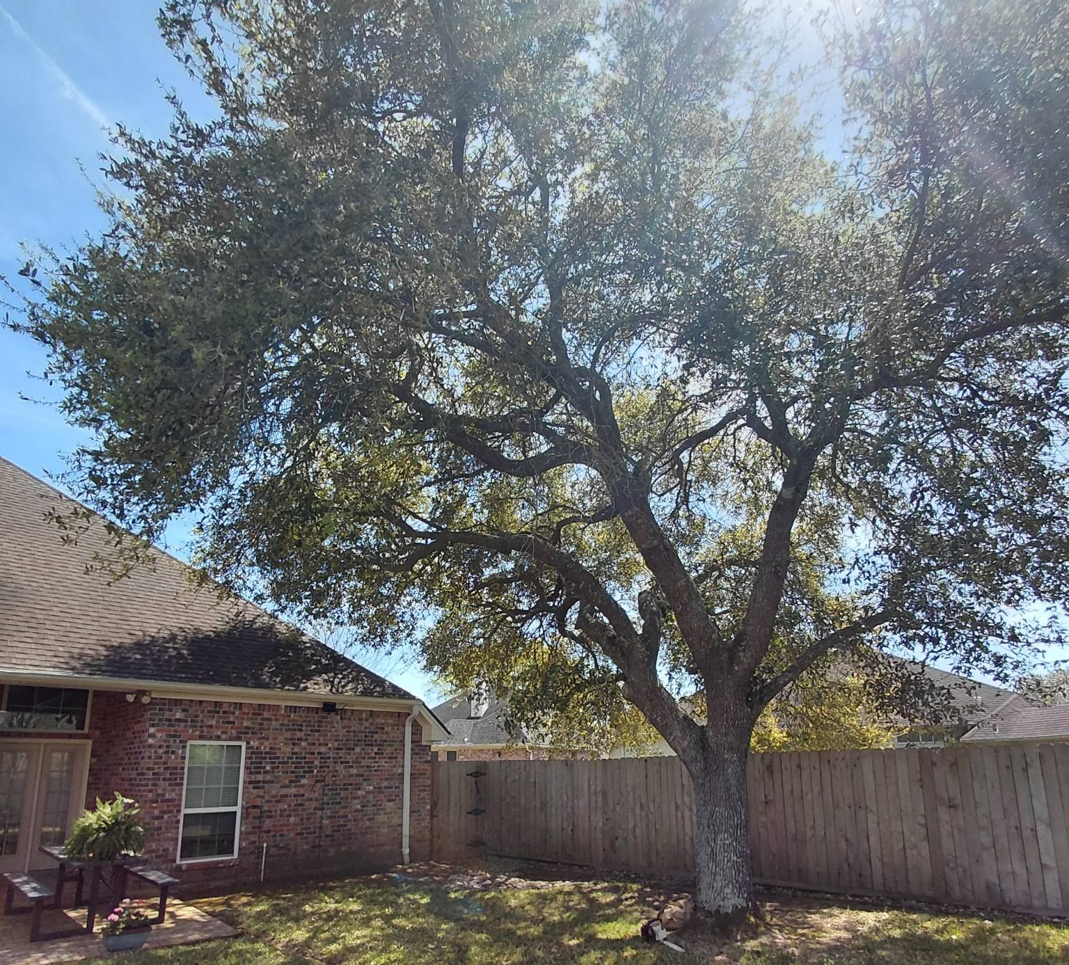 Healthy tree in a clients backyard after a successful trimming