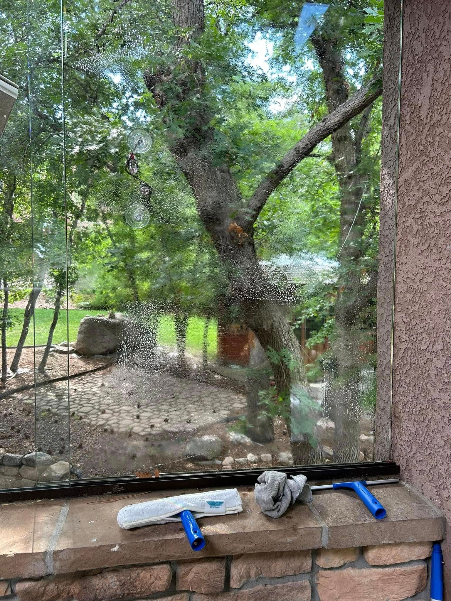 Window being cleaned with a squeegee; background view of a tree.
