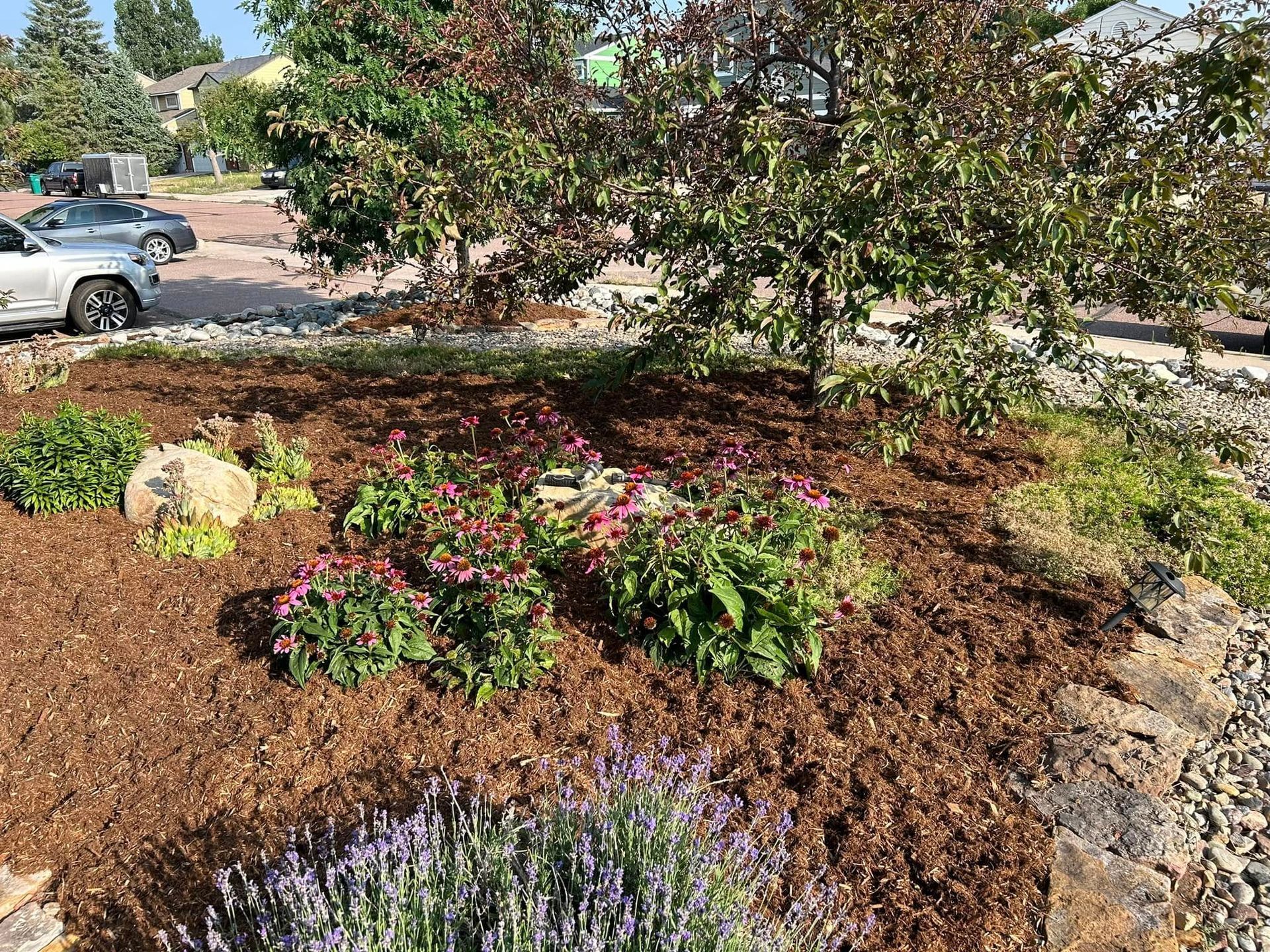 A landscaped garden bed with purple and pink flowers, mulch, rocks, and trees in front of a parking area.