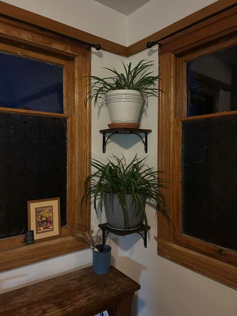 Corner with two plants on shelves between two windows, dark wood trim, and a wooden table.