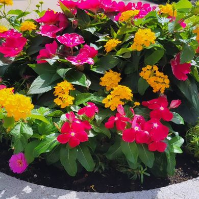 A garden with pink and yellow flowers and green leaves