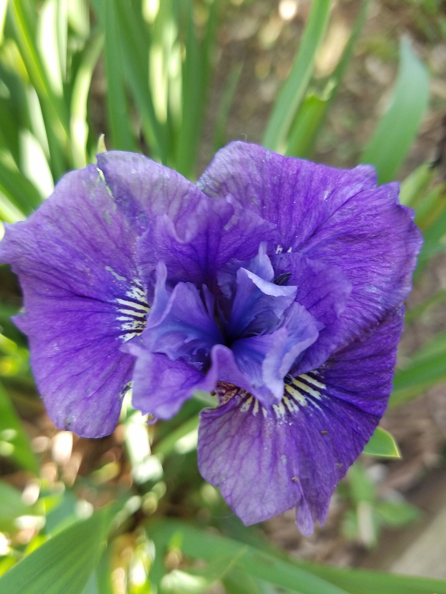 A close up of a purple flower surrounded by green leaves.