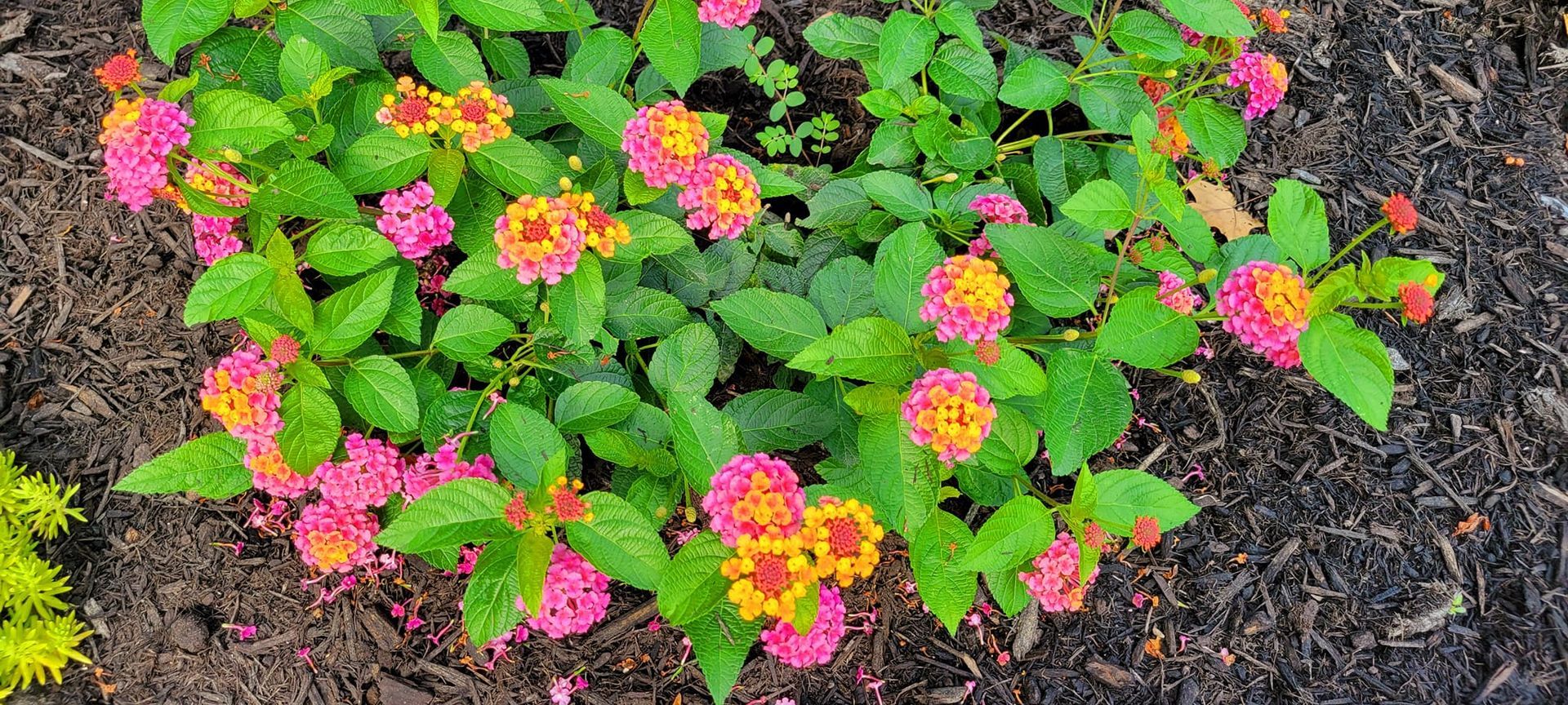 A bunch of pink and orange flowers are growing in the dirt.