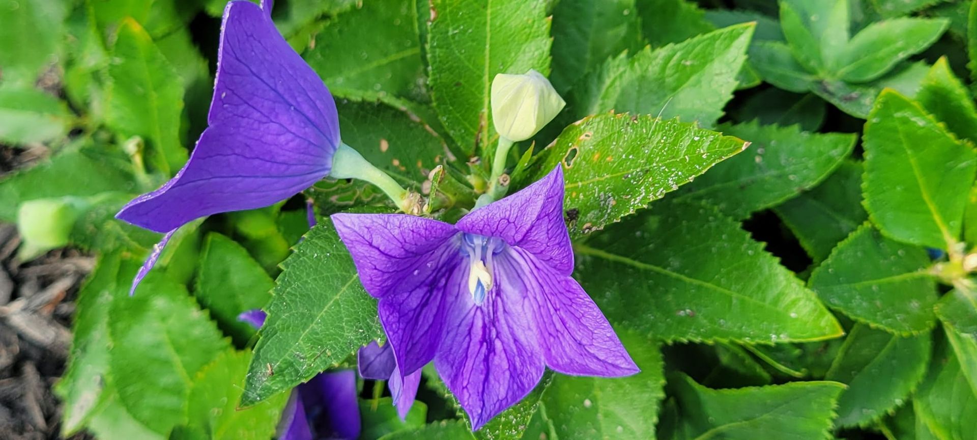 A close up of a purple flower surrounded by green leaves.