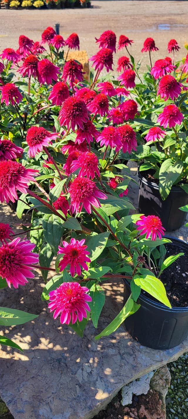 A bunch of pink flowers in pots are sitting on a table.