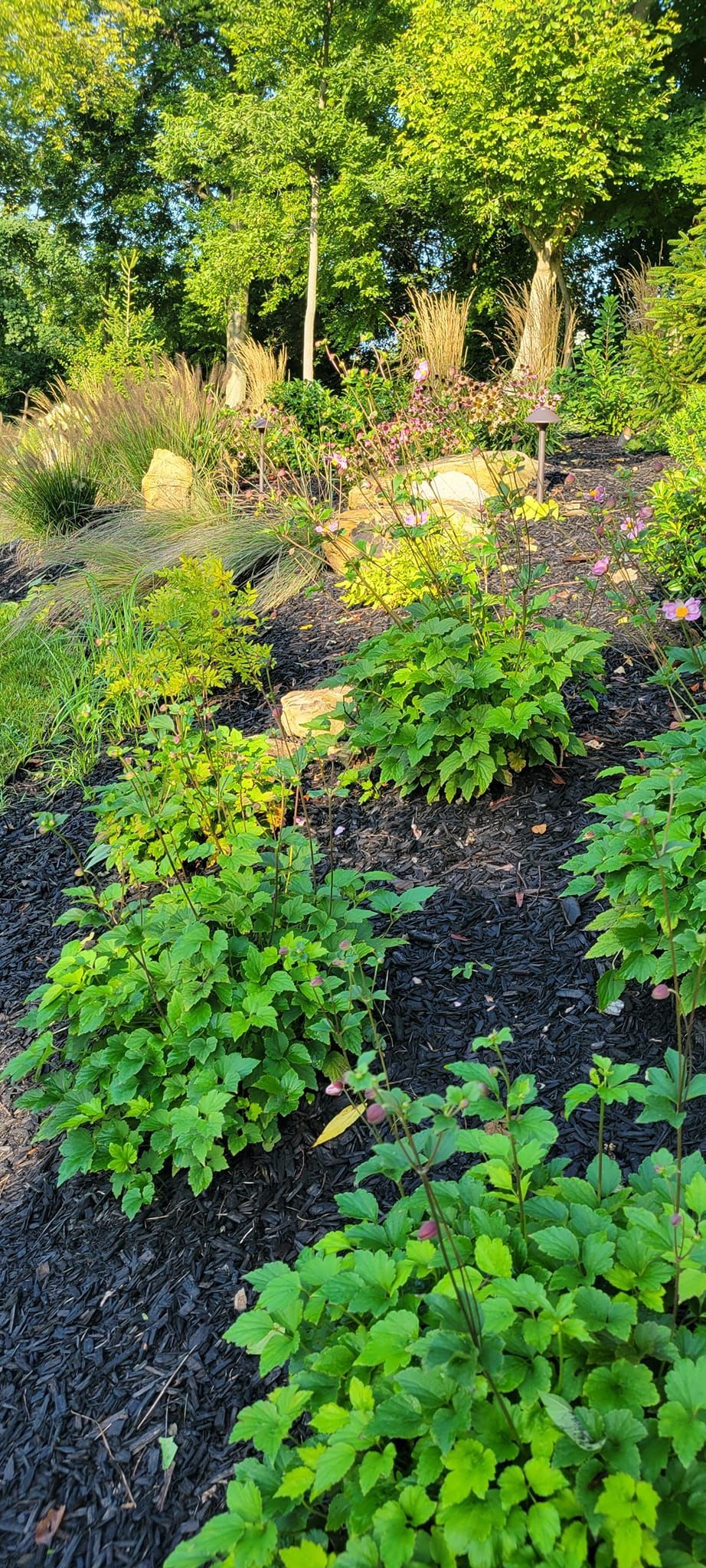 A lush green garden filled with lots of plants and trees.