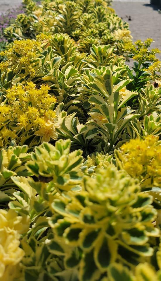 A bunch of yellow flowers and green leaves are growing in a garden.