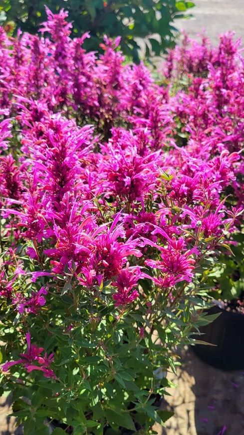 A bunch of purple flowers are growing in a garden.