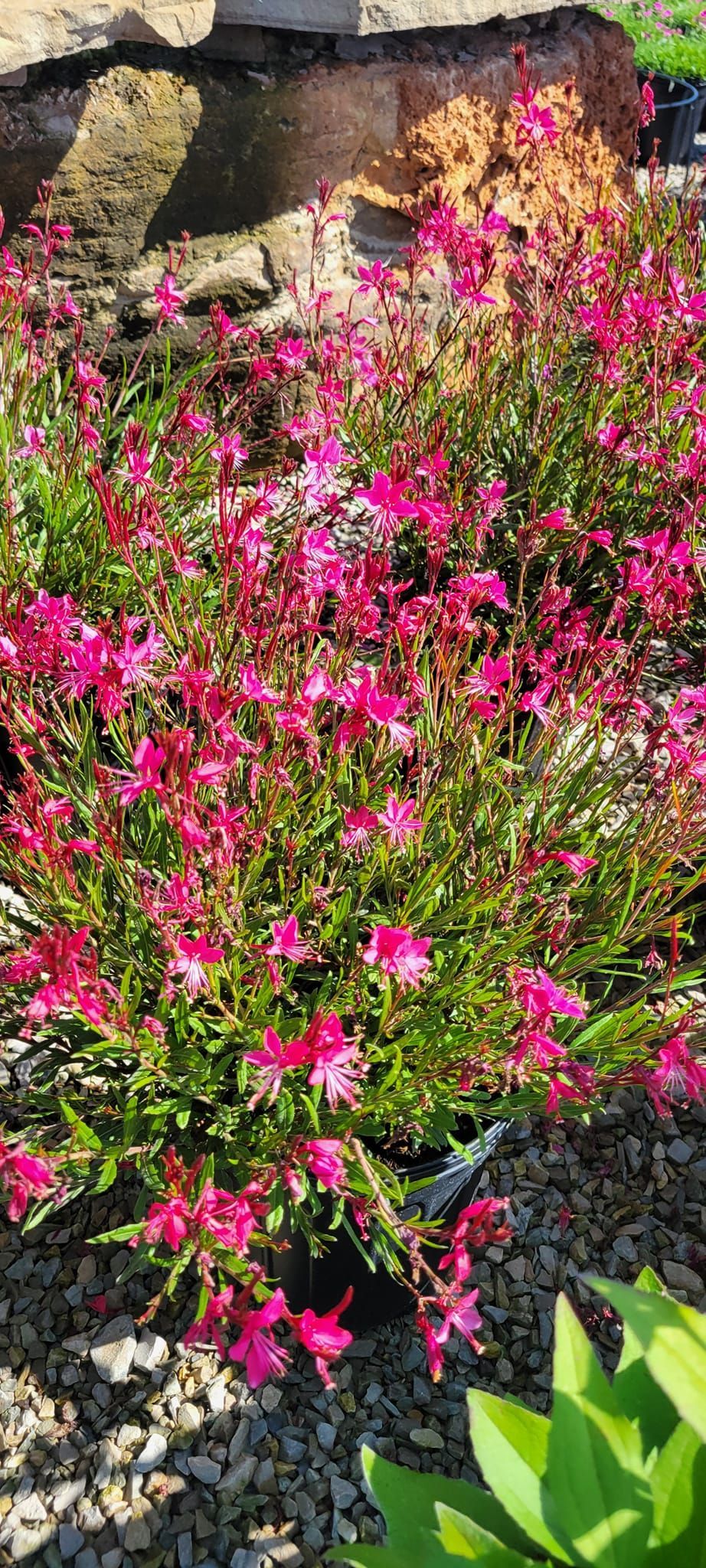A bush with pink flowers and green leaves in a garden.