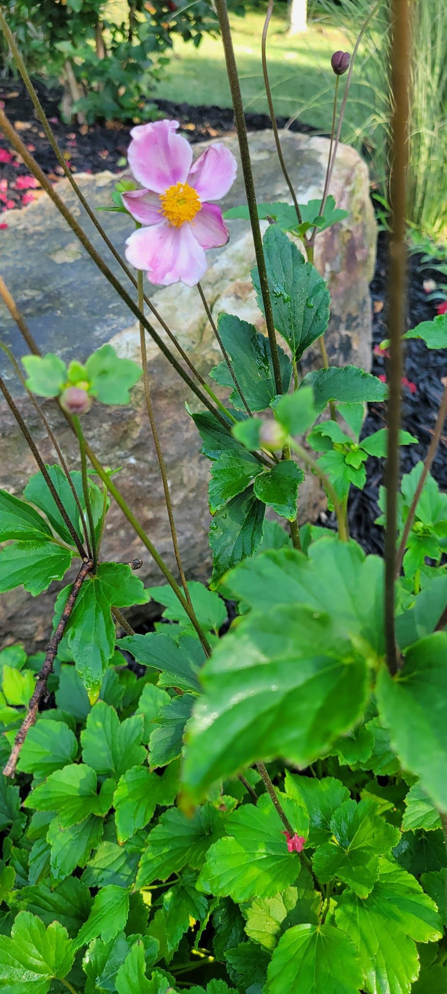 A pink flower with a yellow center is surrounded by green leaves in a garden.