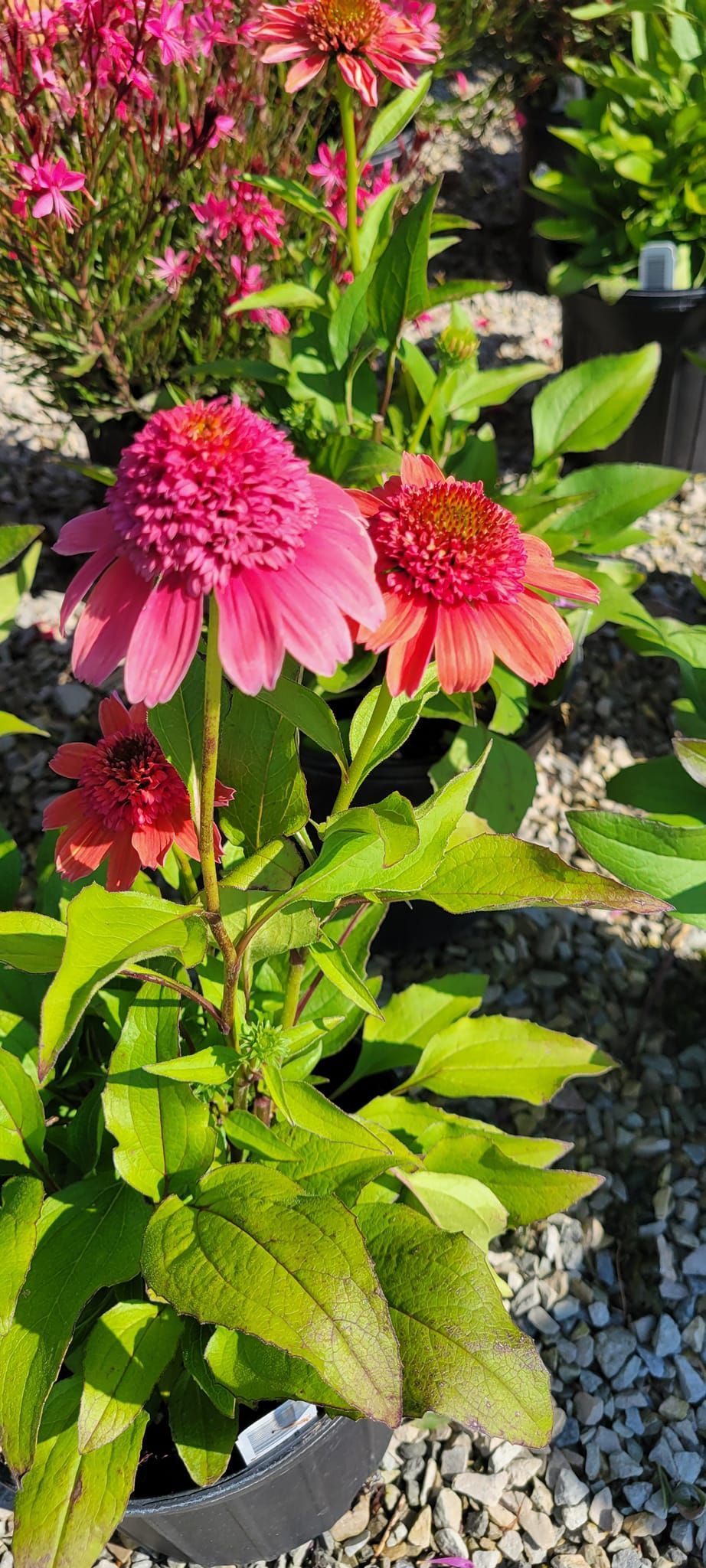 A close up of a pink flower in a garden.