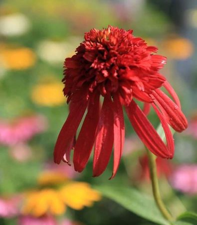 A close up of a red flower with a blurry background