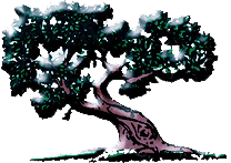 A drawing of a tree with a twisted trunk on a white background.