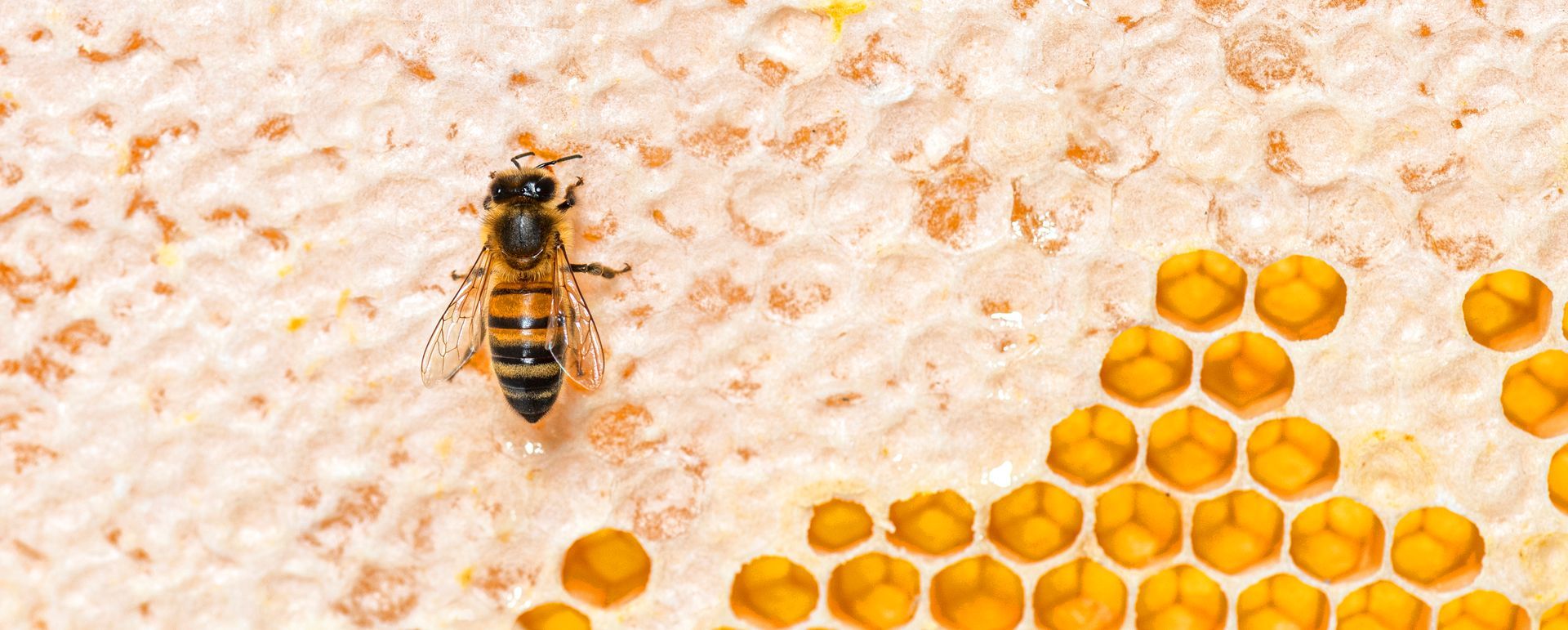 A close up of a bee on a honeycomb.
