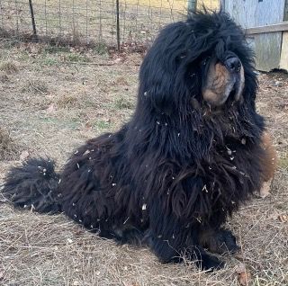 Beautiful Tibetan Mastiff Dog