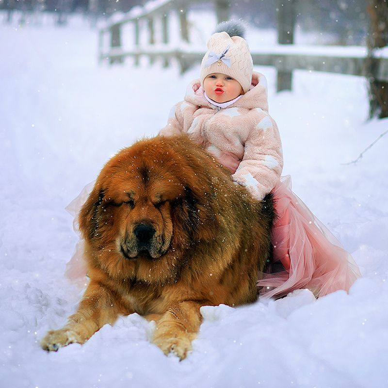 Child On Tibetan Mastiff