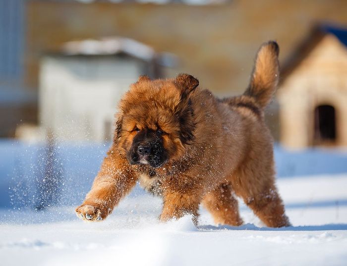 Tibetan Mastiff Running On Snow