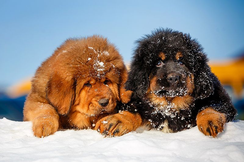 Tibetan Mastiff Puppies On Snow