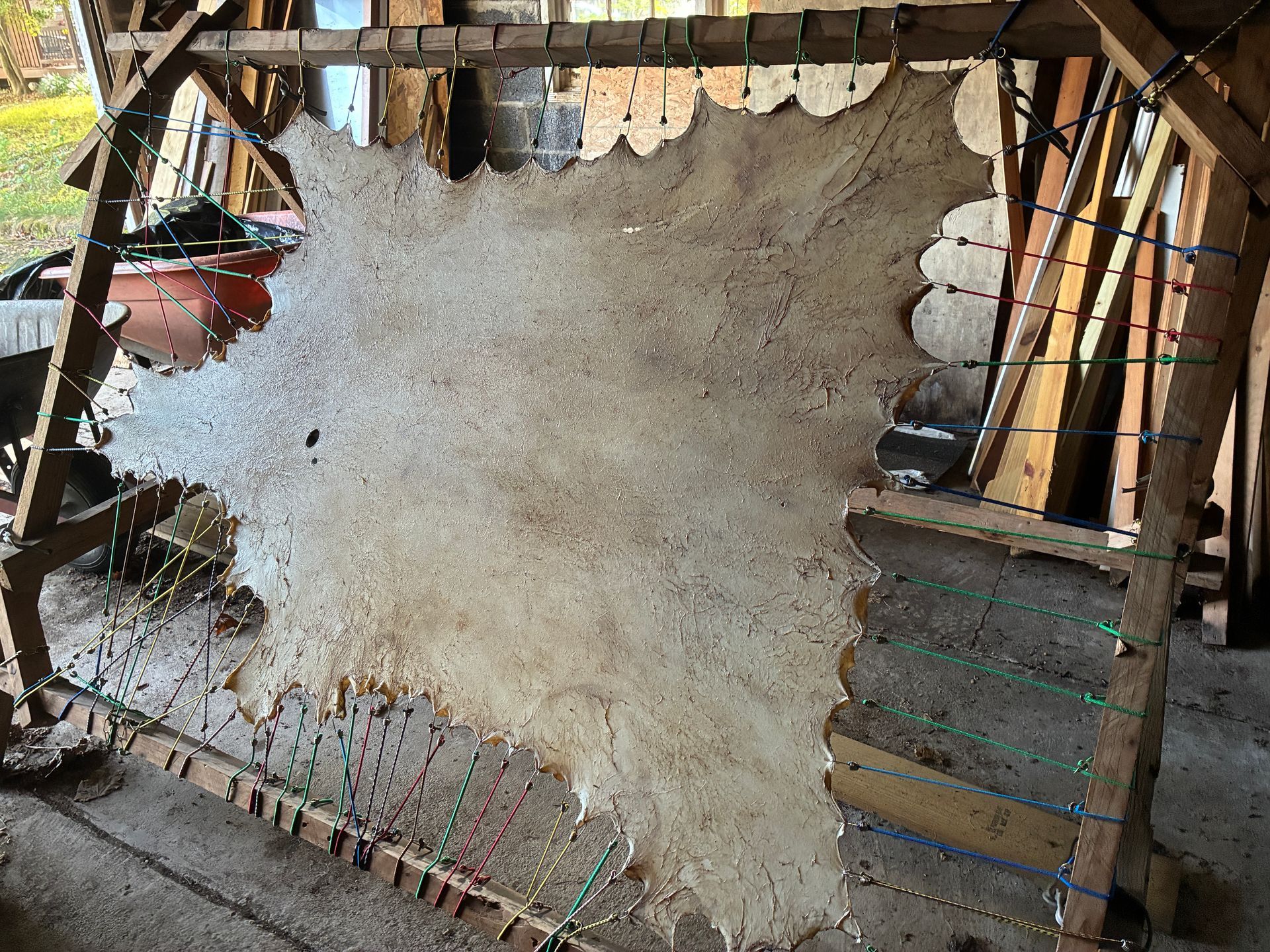 A large animal hide stretched on a wooden frame, drying. Indoor setting, visible ropes and fasteners.