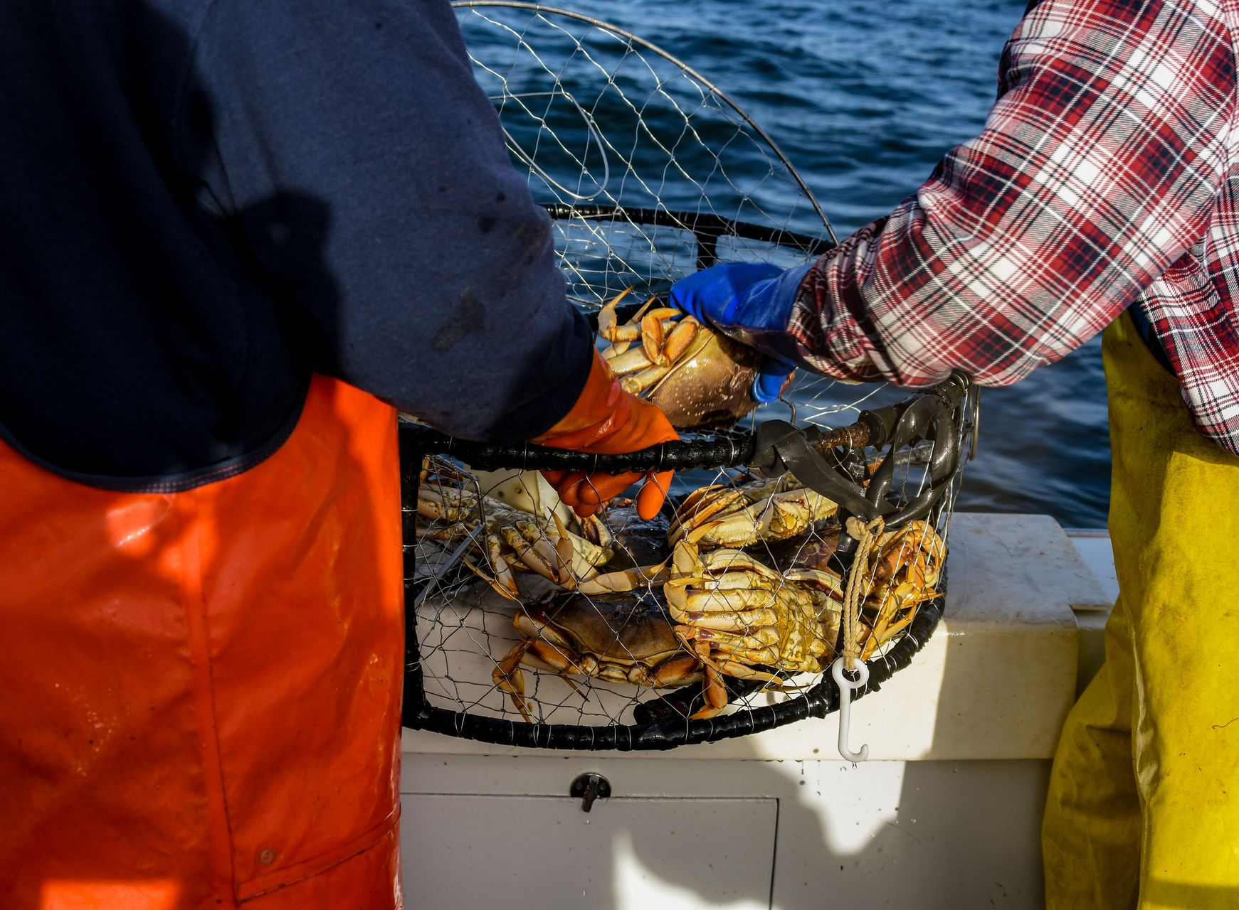 Two people wearing waterproof gear sort Dungeness crabs from a wire pot on the deck of a boat.
