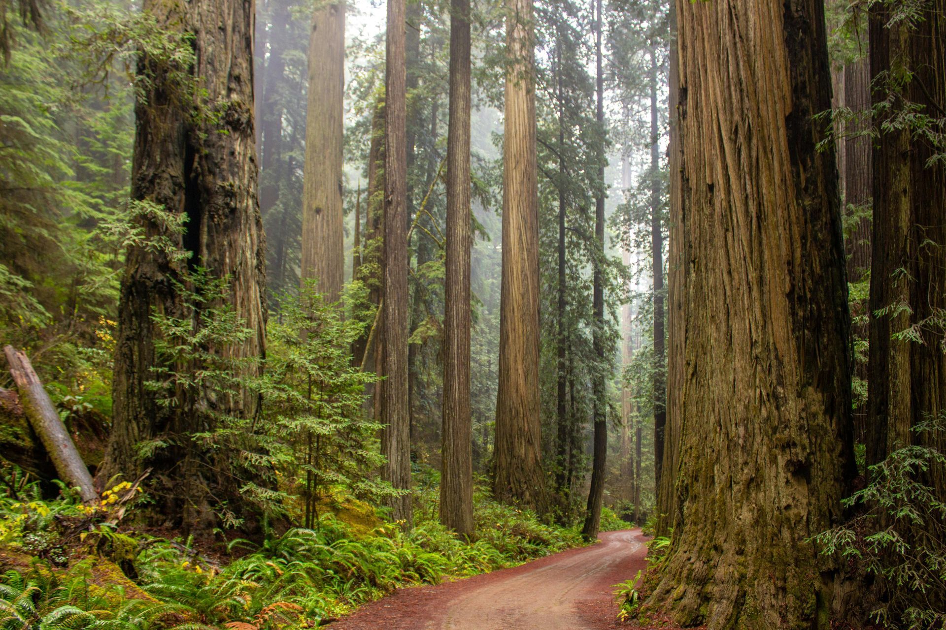 Misty forest with tall trees, lush green ferns, and soft fog filling the background