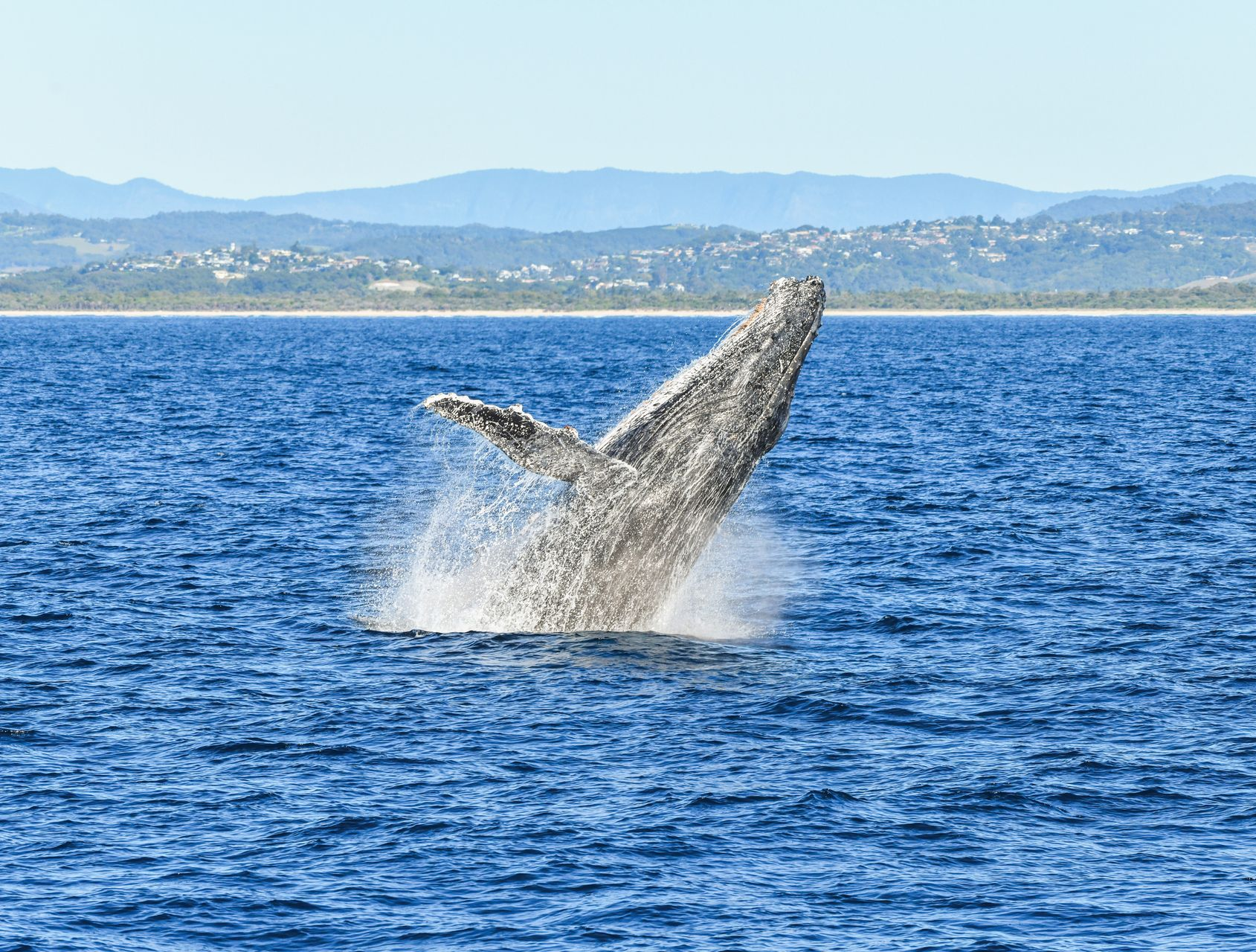 A humpback whale breaches out of the deep blue ocean, with a coastline and distant hills visible in the background.