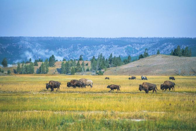 A herd of bison are walking through a grassy field.