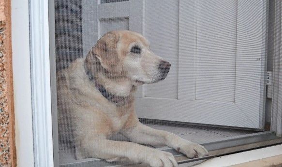 A dog is looking out of a screen door.