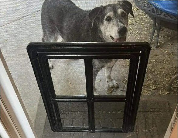 A dog is standing in front of a screen door.