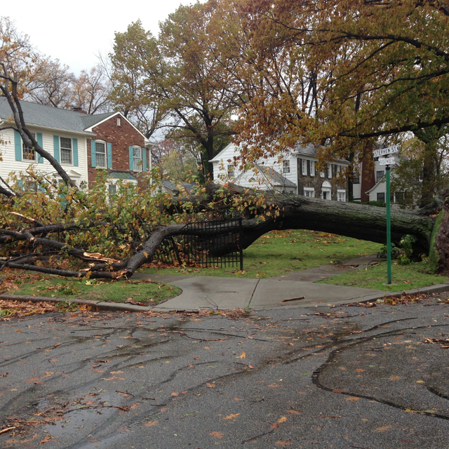 Top rated contractors providing emergency tree removal and storm clean up services, available now with affordable options and online estimates to keep properties safe, improve curb appeal, and ensure reliable results.