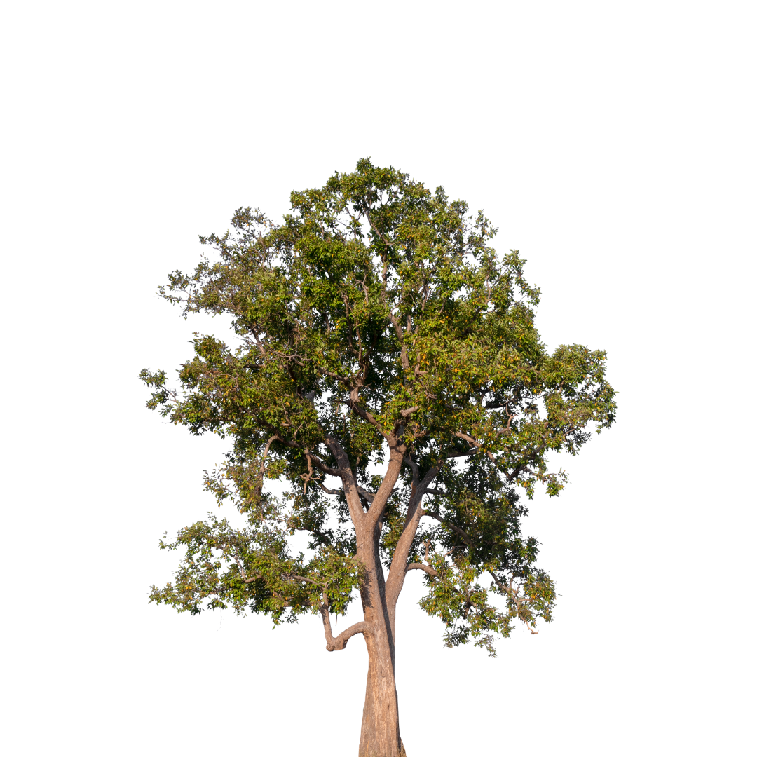 Tree trimming and tree removal services near me. Cheap and affordable. Top Rated, Best.
