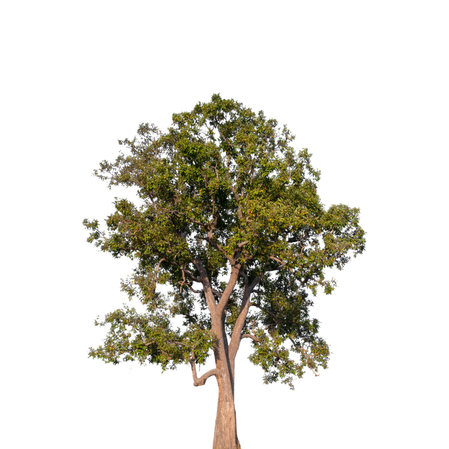 Professional Tree Services Near Me