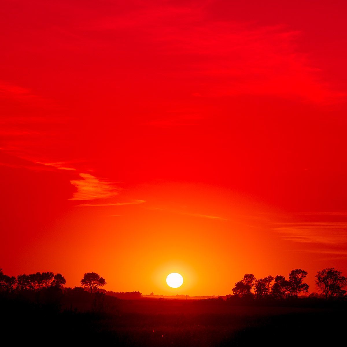 Spirit Animal Fine Art Digital Artwork by Doug Friesen