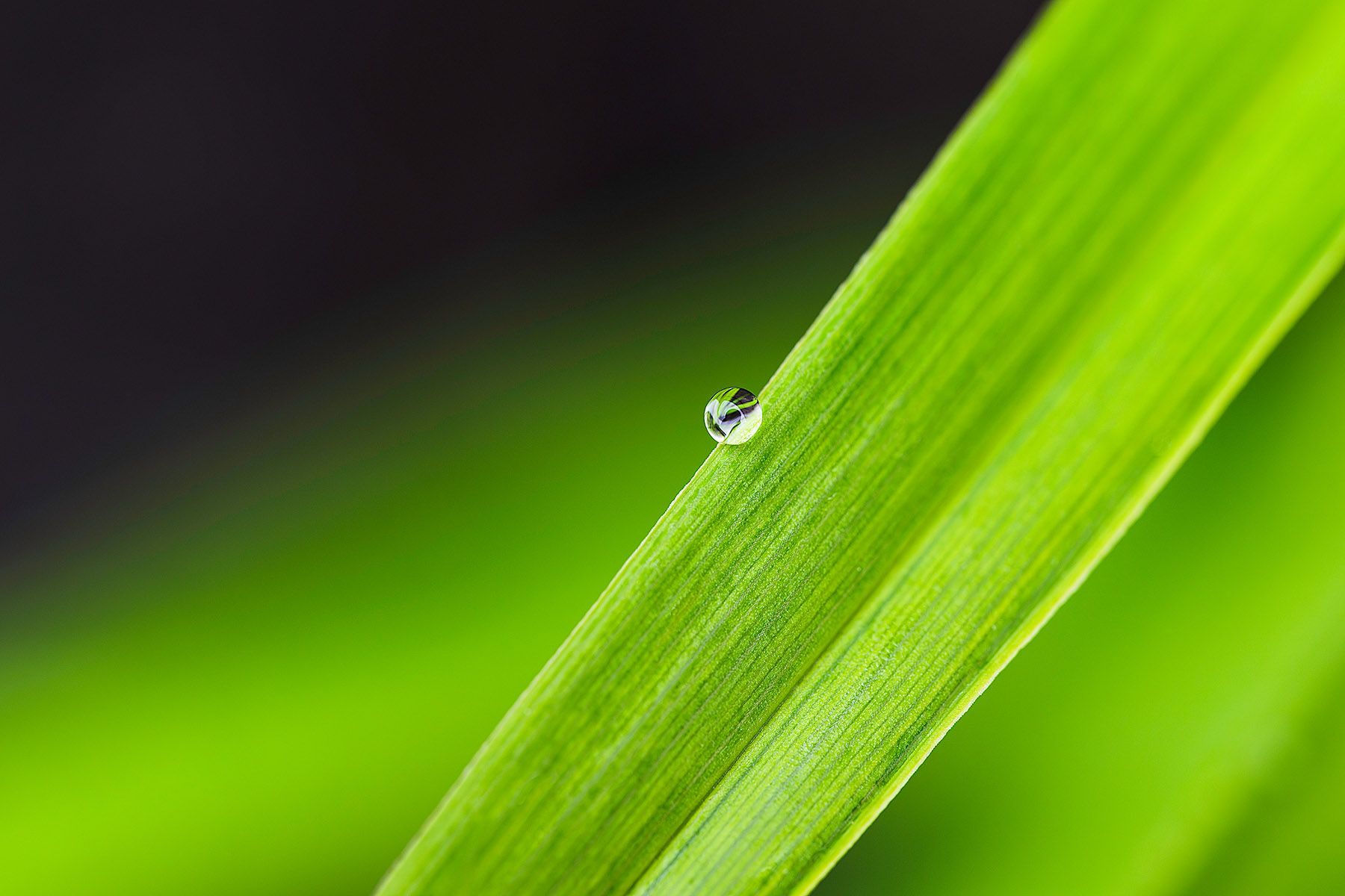 THE LAST DROP | Fine Art Photography by Doug Friesen