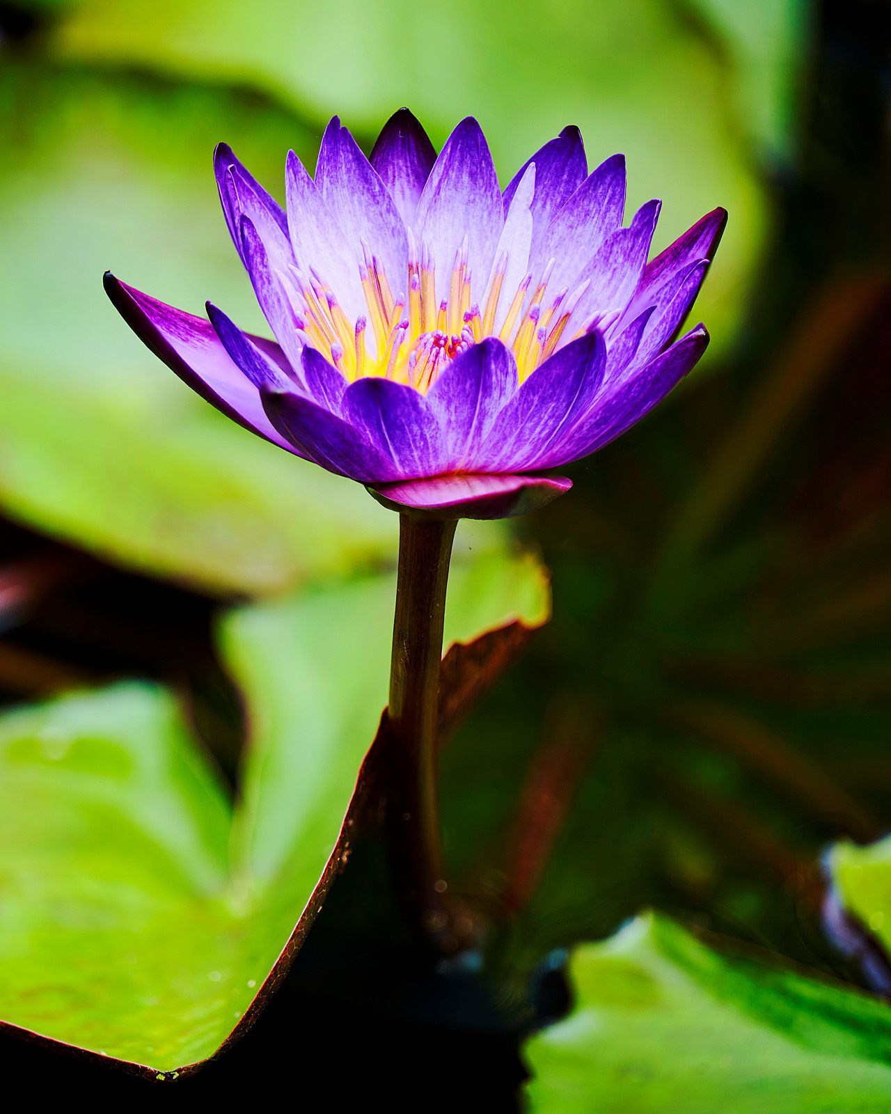 WATER LILY | Fine Art Photography by Doug Friesen