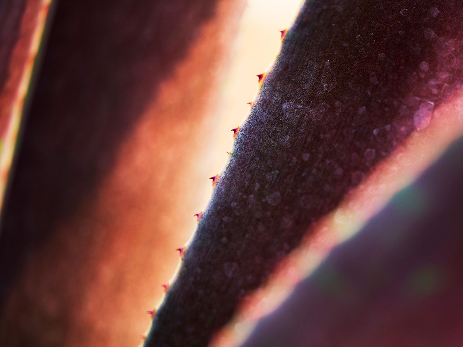 THE LEAF | Fine Art Photography by Doug Friesen