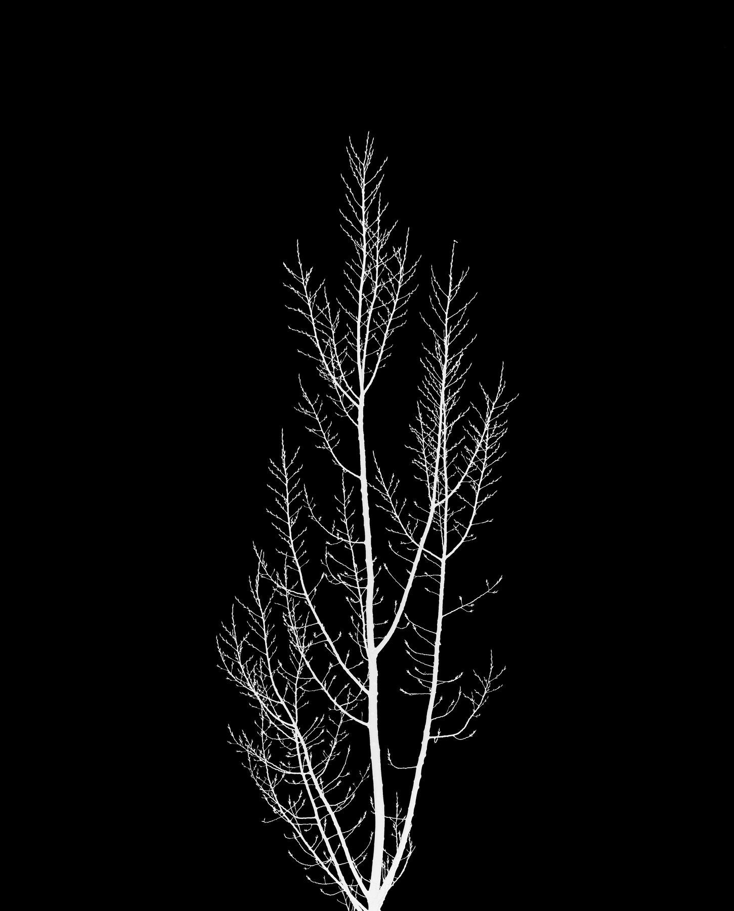 WINTER TREE | Fine Art Photography by Doug Friesen