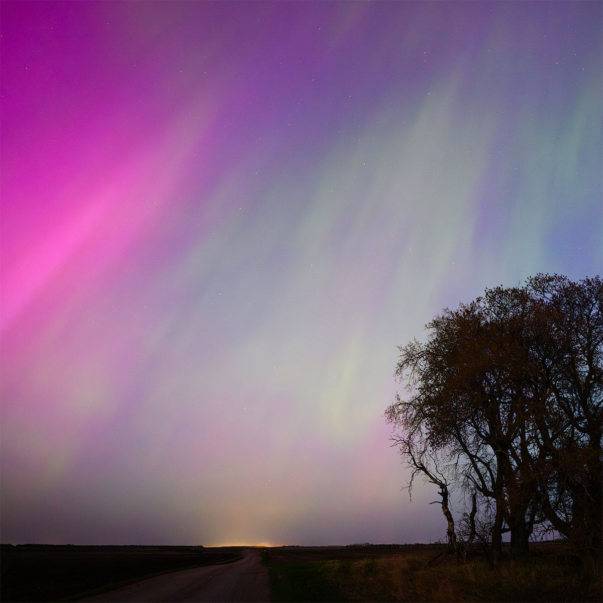 Spirit Animal Fine Art Digital Artwork by Doug Friesen