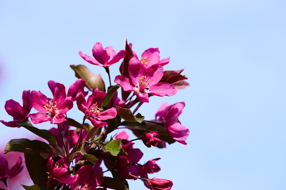 MrVinyl Challenge Edit Digital Collage by Doug Friesen