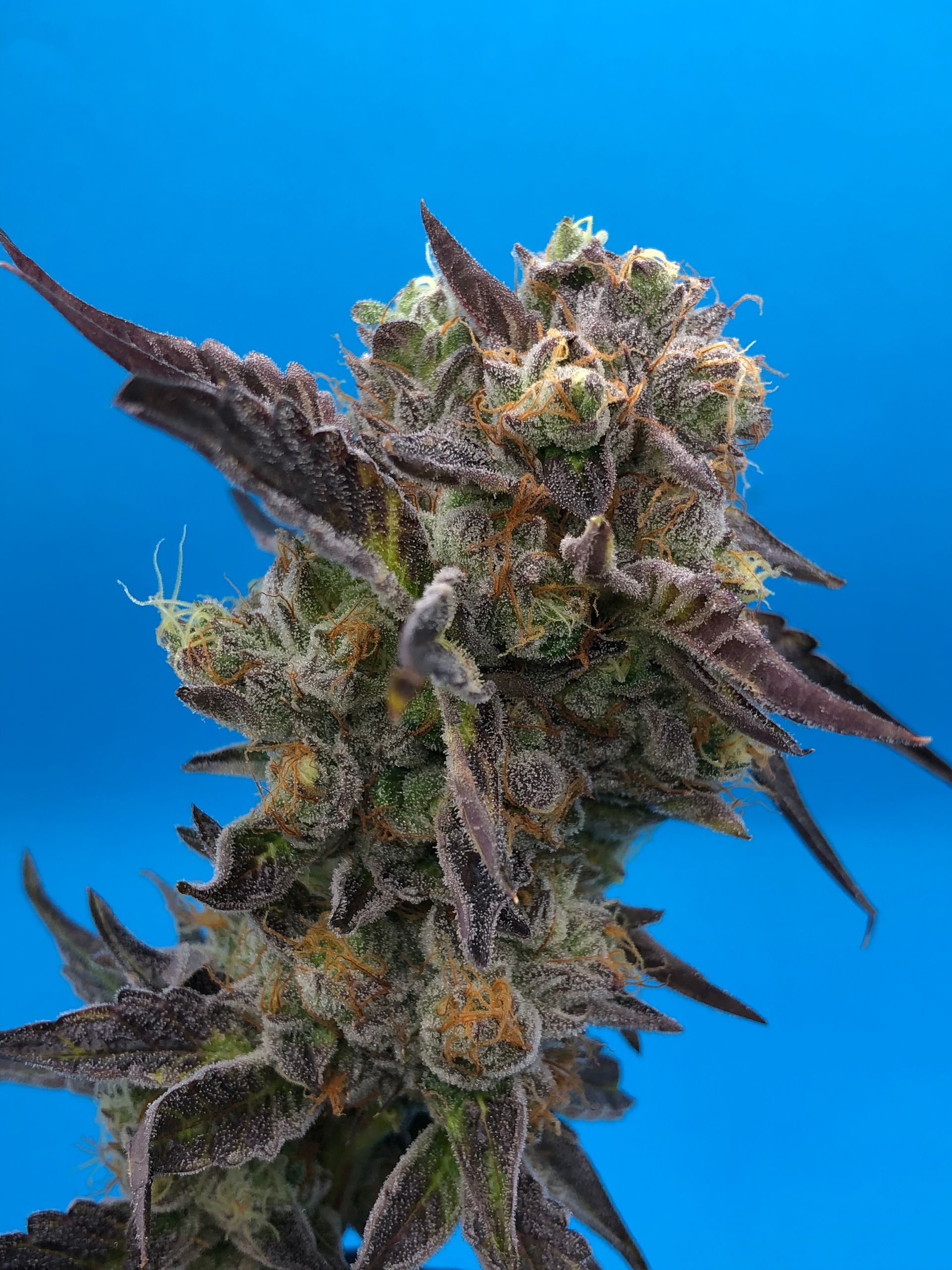 Product 06  in Vancouver, WA